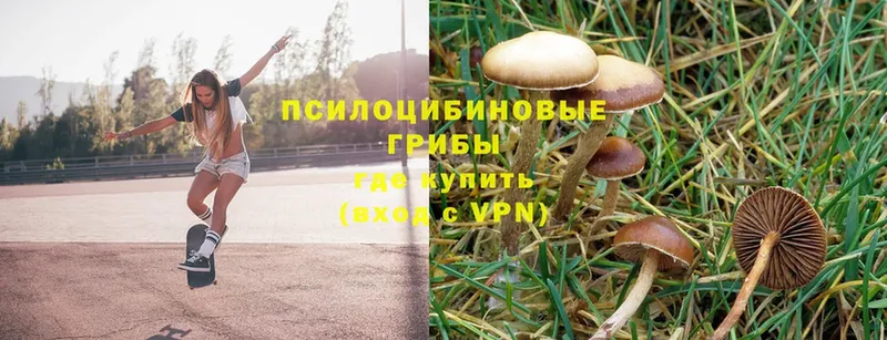 Псилоцибиновые грибы Psilocybine cubensis  Александровск 